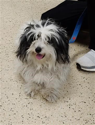 Pet of the week: Bridgette